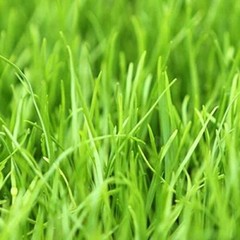 Annual Ryegrass Seeds for Planting – Premium Quality Rye Grass