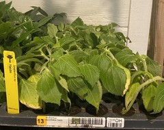 Yacon (Smallanthus sonchifolius) TC Plant Plug -3-6 in- Edible Tubers!!!