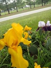 15 Iris Fresh Bearded Iris Rhizomes Mixed Varieties