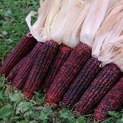 Bloody Butcher Corn Seeds | 30 – 3,000 Seeds | Non-GMO | Free Shipping | 1112