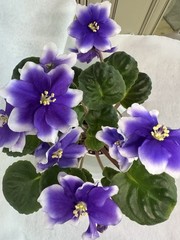 African Violet Plant Humako Inches Starter