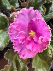 African Violet Plant Optimara Everglory Standard Big Starter Prolific Bloomer!