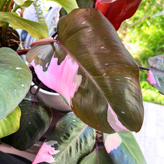 Pink Princess Philodendron Plant – FREE Shipping