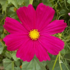 Cosmos Flower DELUXE Mix 12 Varieties Annual Summer Blooms Non-GMO 100 Seeds!