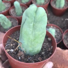 8CM Succulent Cactus Plant Eulychnia Castanea Male Sexy Cactaceae Home Garden