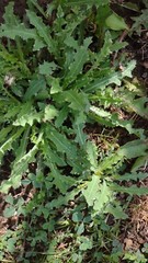 75+SEEDS Wild Prickly Lettuce Lactuca Virosa Medicinal Compass Pain Relief