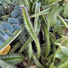 Dog tail cactus rooted Easy care . Soft thorns . Bare root plants from 3-7 ins