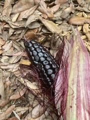 Peruvian Inca Purple Corn Seeds Maiz Morado 50 Seeds Garden Planting Non-GMO