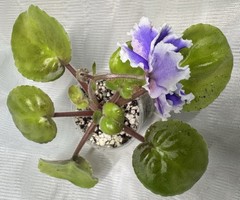 African violet PT Tuchi v golubom/Clouds in the blue Starter