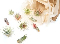 12 Pack Ionantha Air Plants-Wholesale Bulk, Tillandsia, Easy Care Indoor/Outdoor