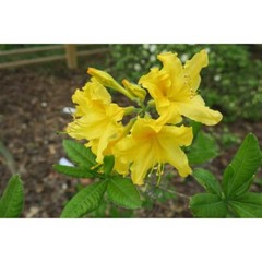 LEMON LIGHTS~Aromi Azalea Rhododendron Hybrid~STARTER Plant~MAY BE DORMANT!