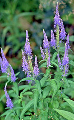 blue veronica Longfolia 160 SEEDS, speedwell, USA SELLER, flowers