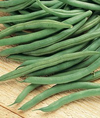 Blue Lake Bush Bean 274, Packed in Resealable Foil Packaging, Heirloom, NON GMO