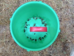 Squash Pumpkin Vine Borer Trap with Lure