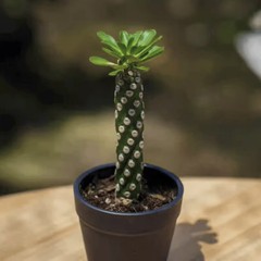 8CM Succulent Cactus Plant Euphorbia Royleana Spineless Euphorbiaceae Beautiful