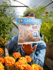 3000 Live Ladybugs – (2 X 1500 Live Ladybugs) – Guaranteed Live Delivery!