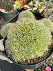 Deuterocohnia Brevifolia Rare Specimen Succulent Easy Care Live Collector Plant