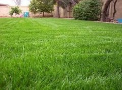 Annual Rye Grass Seed, (5 lb. Pack), Grass Seed, Cool Season Gulf Rye Grass Seed