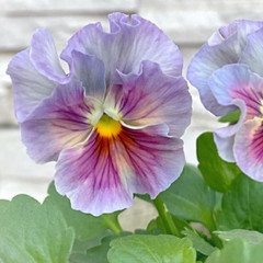 150+ Pansy Seeds (Viola) – Fragrant, Flower Seeds, Annual Seeds, Garden Seeds