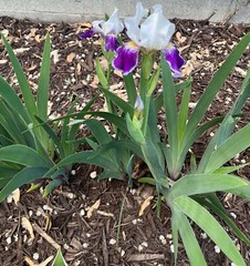 6 – MIXED white /purple COLORS BEARDED IRIS Bulbs/Rhizomes FRESH – Perennial