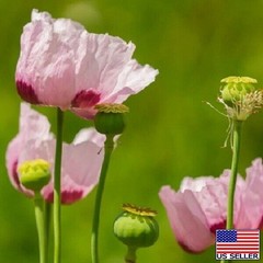 Turkish P Somniferum Poppy Seeds For Planting 20,000+ Fresh, Imported, Untreated