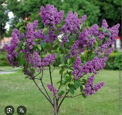 Congo Lilac~Syringa Vulgaris~Small Well Rooted STARTER Plant~4-8” Tall