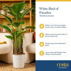 White Bird of Paradise, Large Live Indoor Plant, 2-3 Feet Tall Houseplant in …