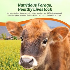 5 LBS Annual Sunn Hemp Pasture, Forage, and Cover Crop Seed