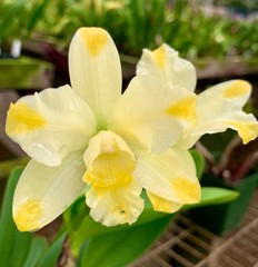 Cattleya Solar Flare ‘Paradise’ White Yellow Flare NBS Orchid Hybrid 2.5” Pot