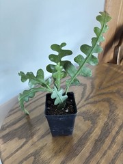 ZIG ZAG FISHBONE PLANT AS SHOWN IN 2 1/2″ POT