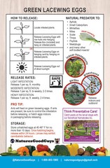 Green Lacewing Eggs on Hanging Card – 5,000 Count – Aphid Exterminator