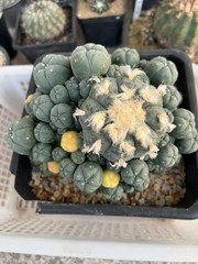 15-17cm LW Plant variegated family indoor and outdoor selfroot#