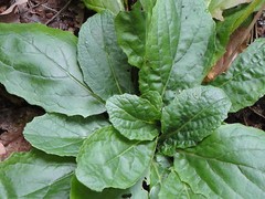 Lyreleaf Sage Salvia Lyrata Native 300 seeds Fresh From 2023 for Hummingbirds