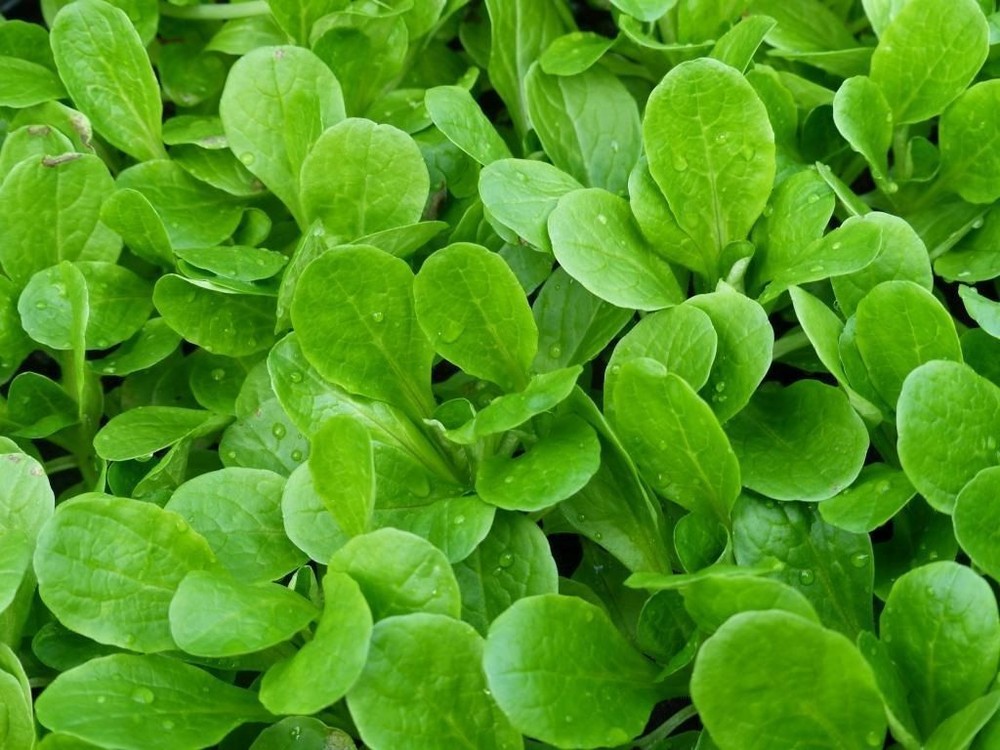 Dutch Corn Salad, Lamb’s Lettuce, Mache, NON-GMO, Variety Sizes, FREE SHIPPING