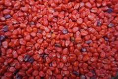 Food Plot Wildlife Seed Corn Glyphosate Roundup Ready 5 lbs 100 days FREE SHIP