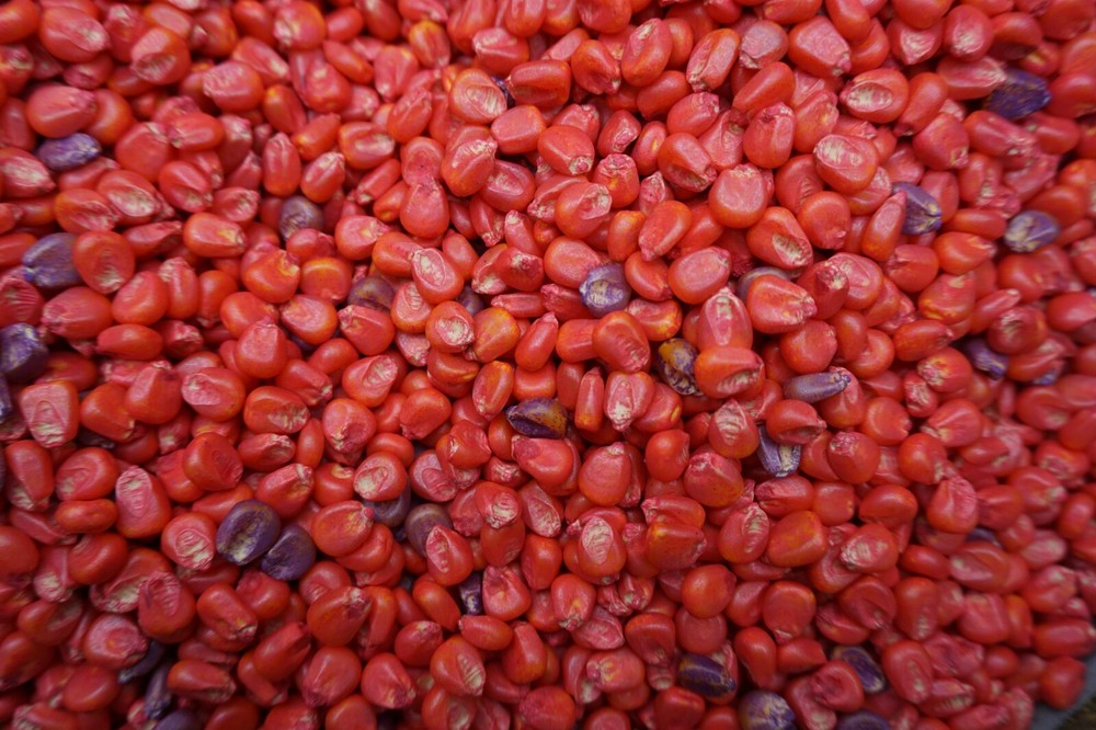Food Plot Wildlife Seed Corn Roundup Ready RR 20 pounds 101 days