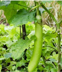 2026 Heirloom Vegetable Seeds – Premium Garden Seeds for Planting
