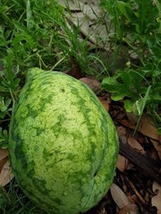Strawberry watermelon RARE, or Citrullus lanatus. 10 Seeds Free Shipping!