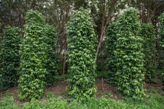 Black Peppercorn (Piper nigrum) Vine Seeds (30) / ORGANIC / FLORIDA GROWN