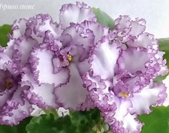 African Violet Plant RM Frivolite Starter