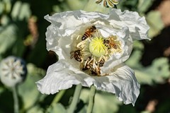 Peshawar Poppy Seeds, White Flower, BULK SEED SIZES, Certified Organic Non-GMO