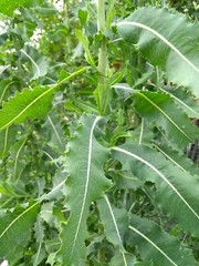 Wild Opium Lettuce Lactuca Virosa 25 Seeds Organic Methods Garden NON GMO MD USA