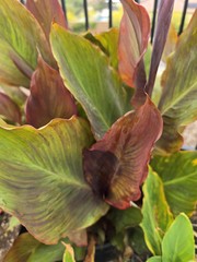 Canna Lily Wyoming Rhizomes – Orange Blooms, Burgundy Foliage – 2-Rhizomes