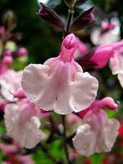 80 Seeds CLARY Seeds, SALVIA Pink Sunday FLOWER SEEDS G43, PINK PERENNIAL FLOWER