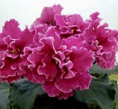 African Violet Plant Yan Naryadnaya/elegant Starter