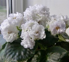 African Violet Plant EK Sugar Rose Starter