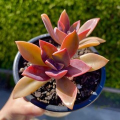 Rare Succulent Pink Graptoveria Dusty Easy Care Rooted Live Plant 3-Inch