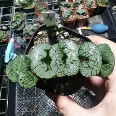 Haworthia Truncata Hybrid Succulent plants potted Home Garden Bonsai 6-8cm