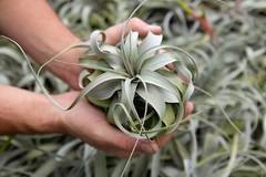 Xerographica Air Plants-Varied Sizes, Wholesale Bulk, Easy Care, 30Day Guarantee