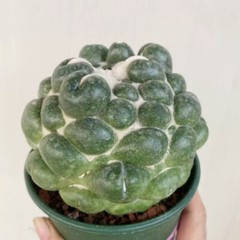 8CM Succulent Cactus Plant Coryphantha Elephantidens Stingless Cactaceae Plant